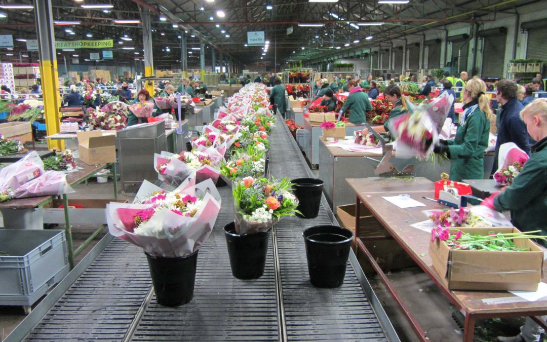 CSL and Morrisons Flowerworld